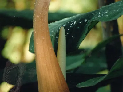 thumbnail xanthosoma atrovirens