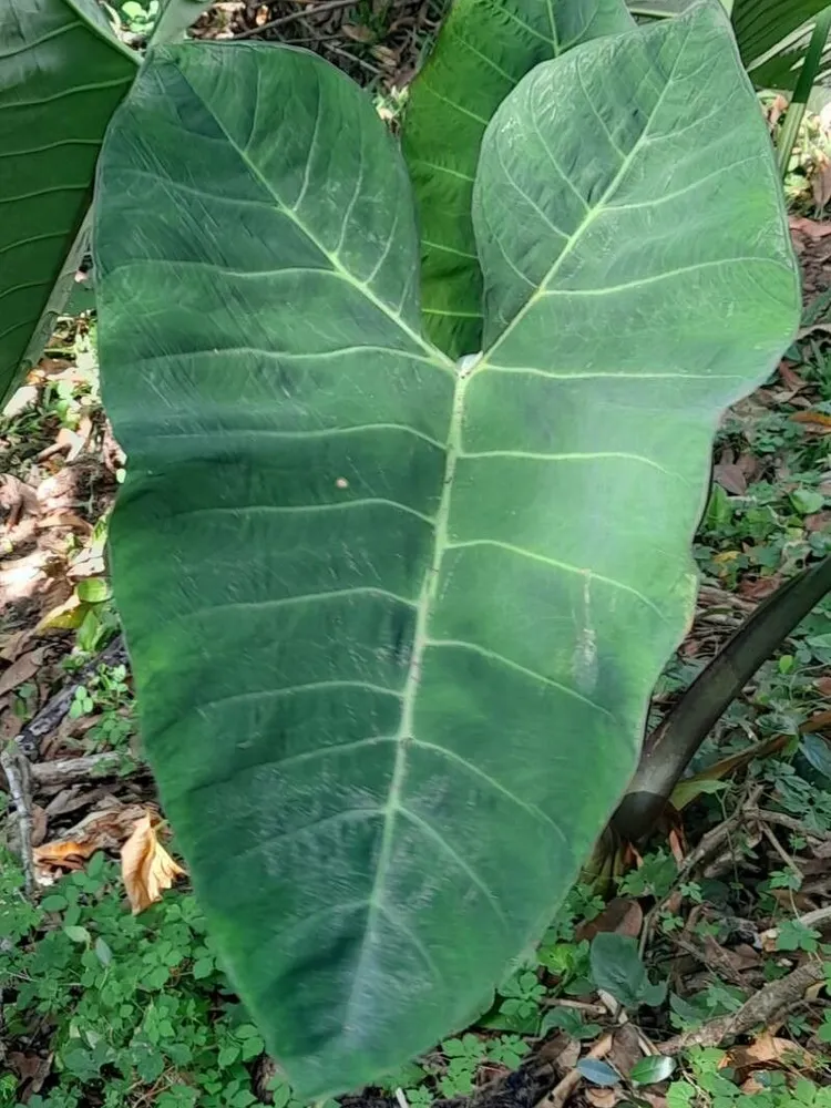 xanthosoma brasiliense plant showing characteristic features