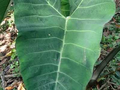 thumbnail xanthosoma brasiliense