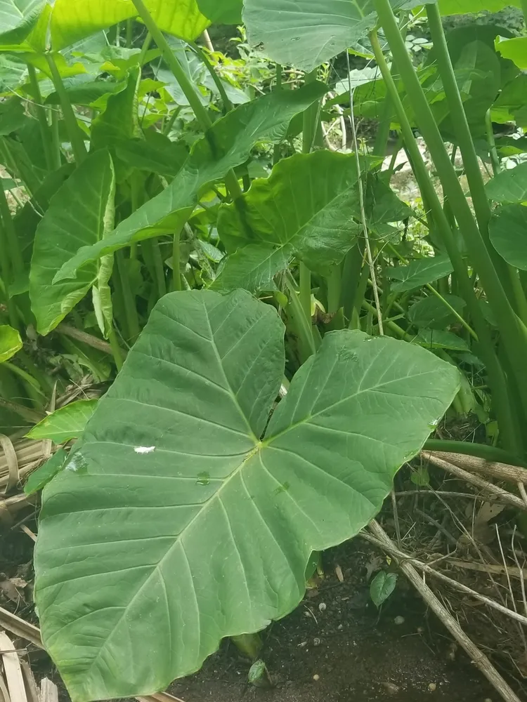 xanthosoma mafaffa plant showing characteristic features
