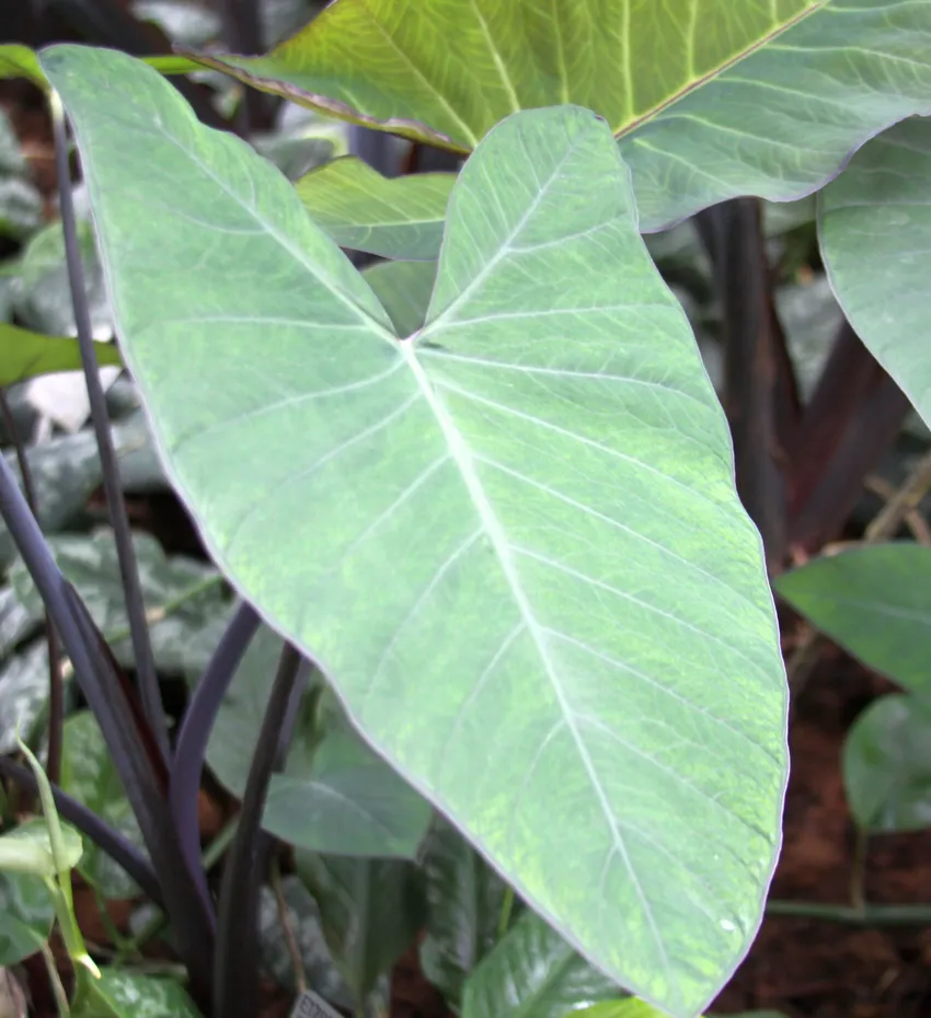 xanthosoma nigrum plant showing characteristic features