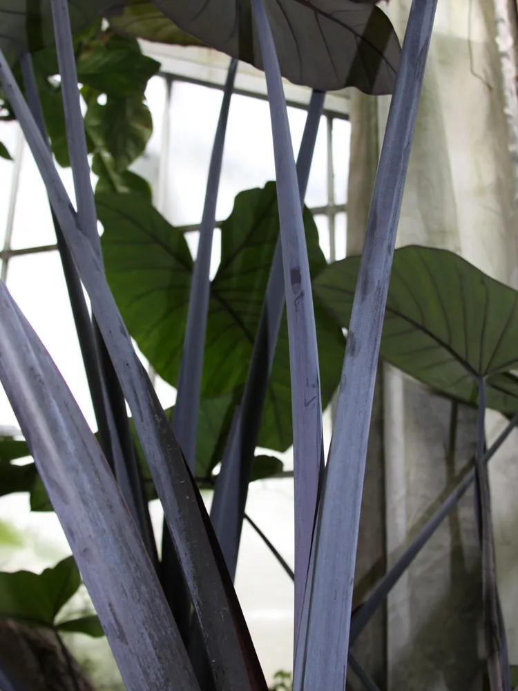 xanthosoma nigrum plant showing characteristic features