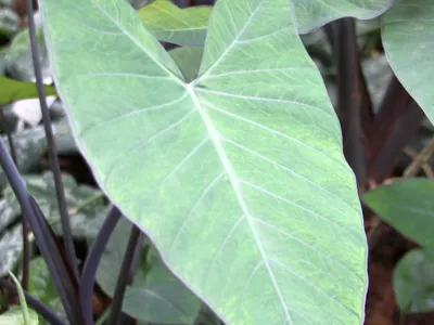 thumbnail xanthosoma nigrum