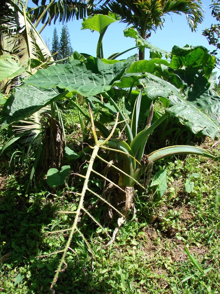 xanthosoma robustum plant showing characteristic features