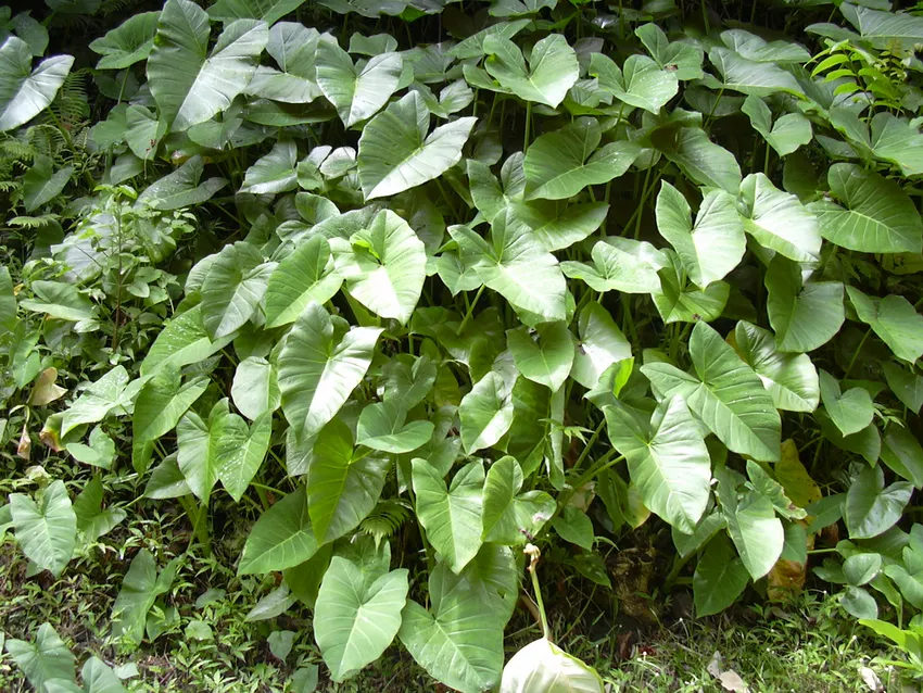 xanthosoma robustum plant showing characteristic features
