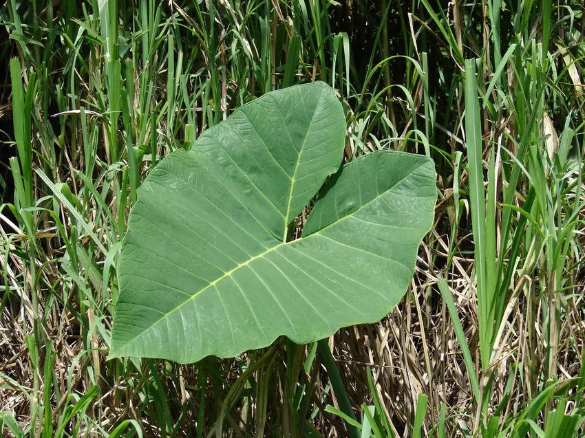 xanthosoma robustum plant showing characteristic features