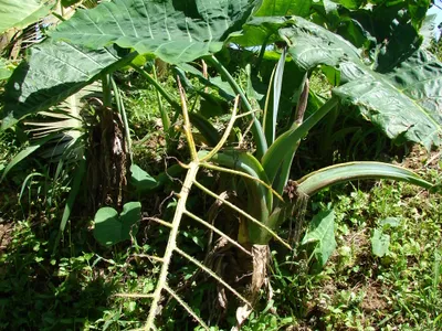 thumbnail xanthosoma robustum