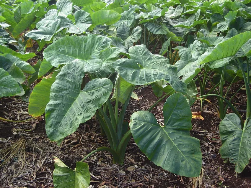 xanthosoma sagittifolium plant showing characteristic features