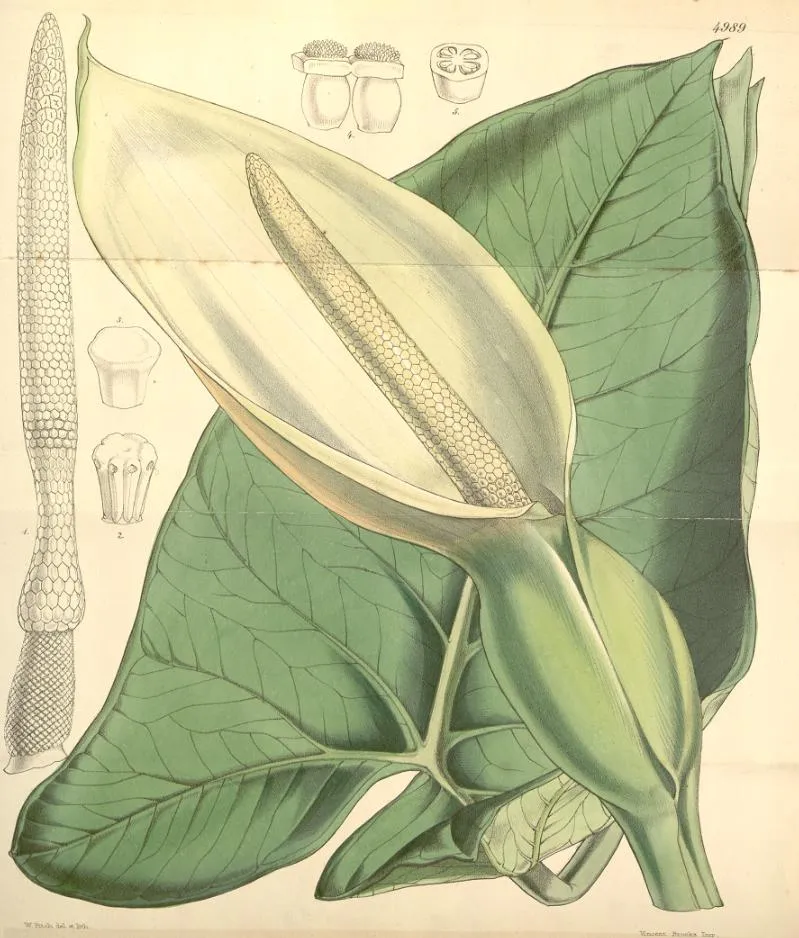 xanthosoma violaceum plant showing characteristic features