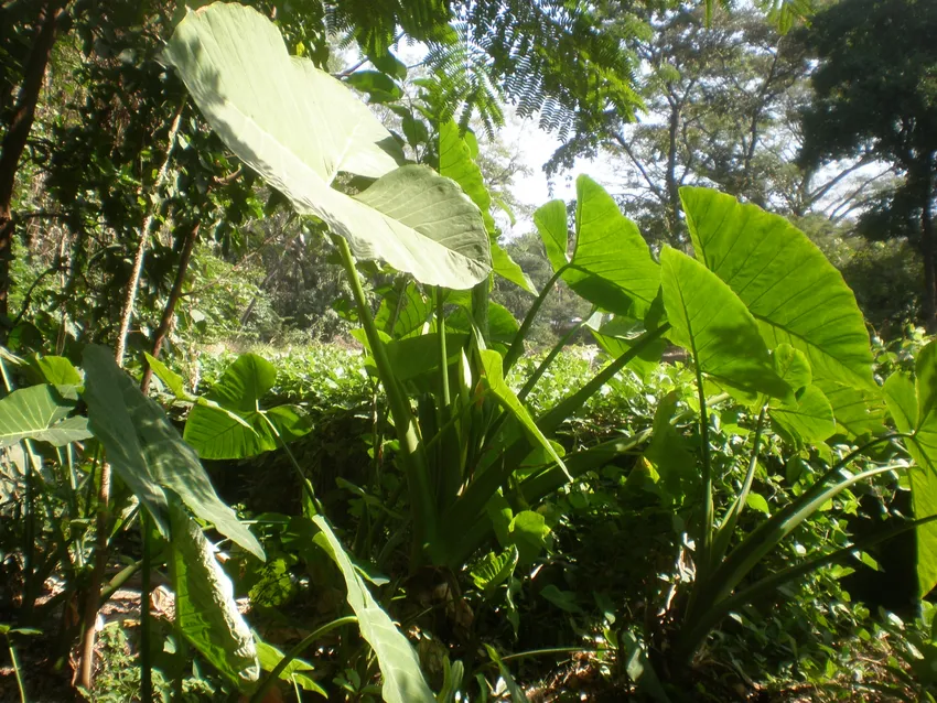 xanthosoma wendlandii plant showing characteristic features