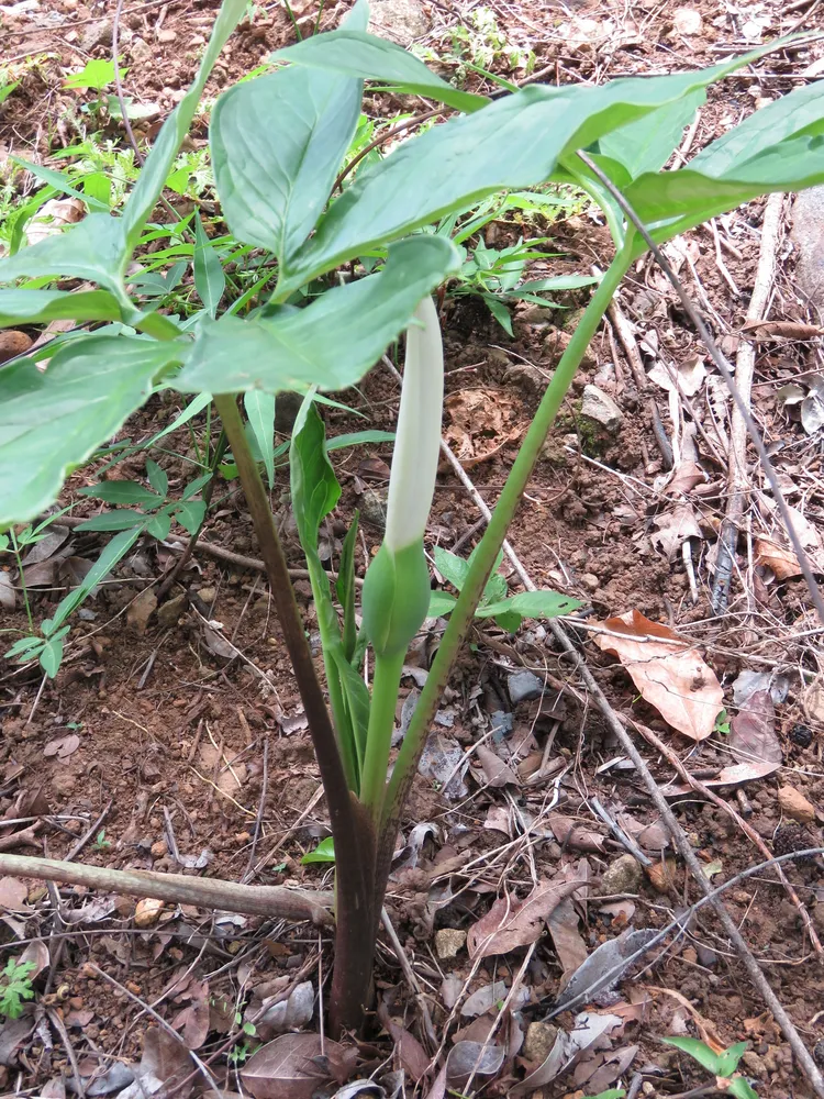 xanthosoma wendlandii plant showing characteristic features