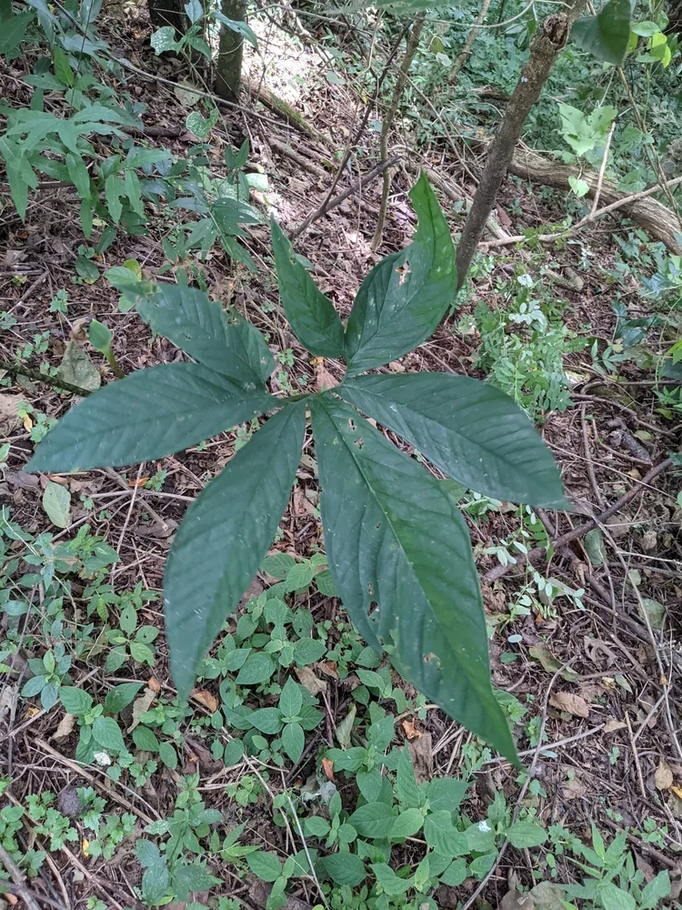 xanthosoma wendlandii plant showing characteristic features