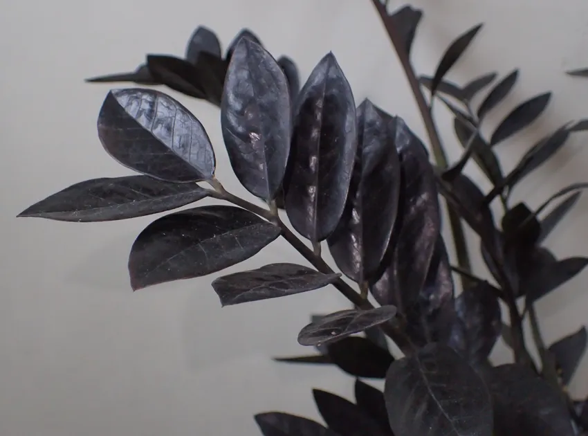 Plante zamioculcas raven montrant ses caractéristiques typiques