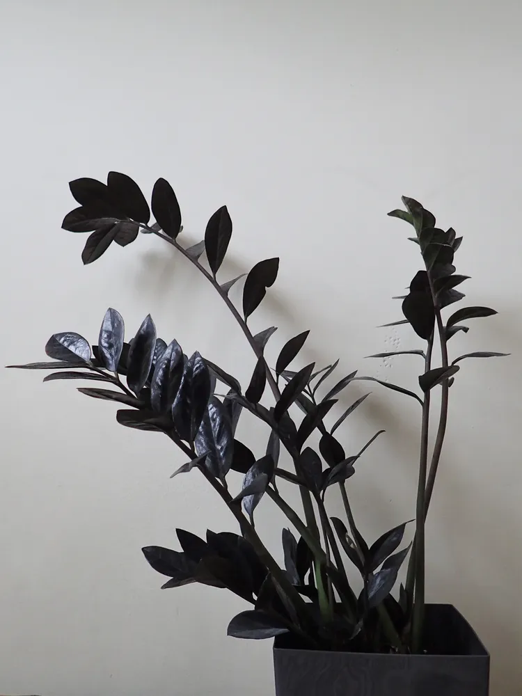 Plante zamioculcas raven montrant ses caractéristiques typiques