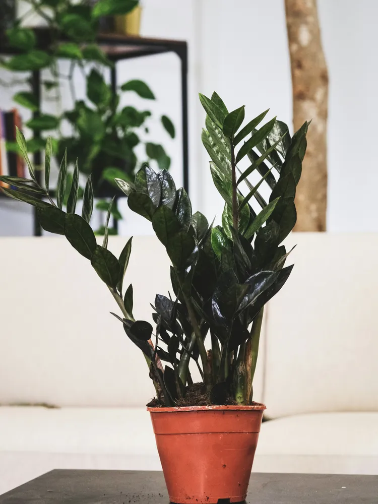 Plante zamioculcas raven montrant ses caractéristiques typiques