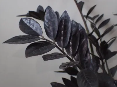 Image miniature de zamioculcas raven