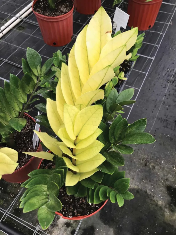 zamioculcas chameleon plant showing characteristic features
