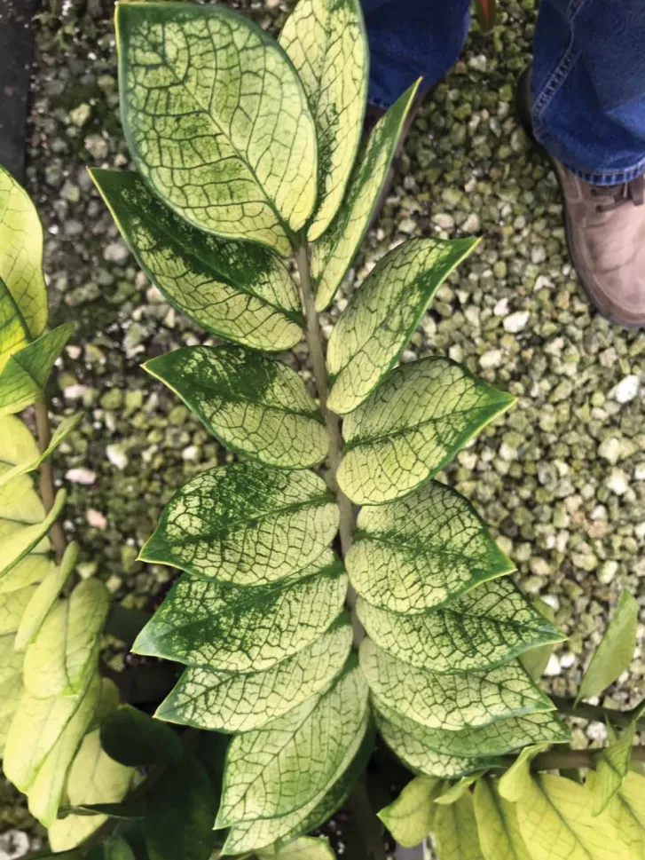 zamioculcas chameleon plant showing characteristic features