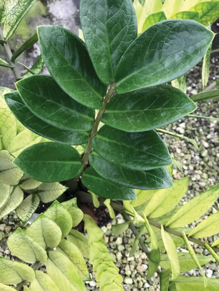 zamioculcas chameleon plant showing characteristic features