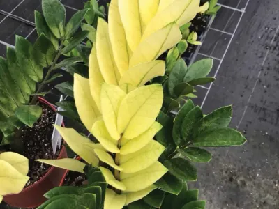 zamioculcas chameleon thumbnail