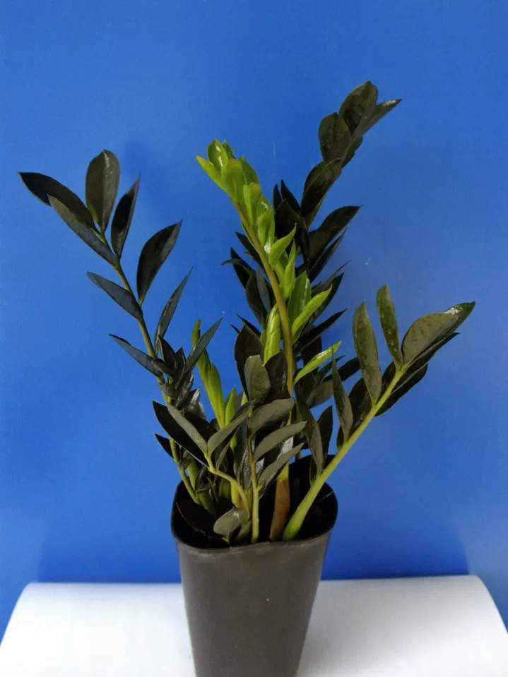 zamioculcas dark zamicro plant showing characteristic features