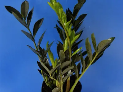 zamioculcas dark zamicro thumbnail