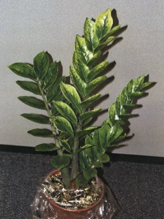 zamioculcas lucky white plant showing characteristic features
