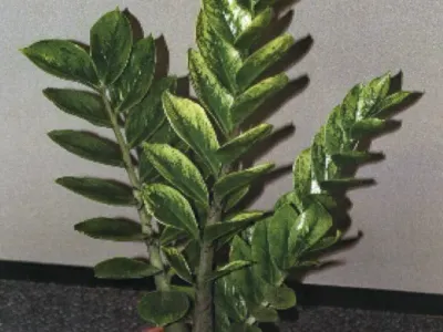 zamioculcas lucky white thumbnail