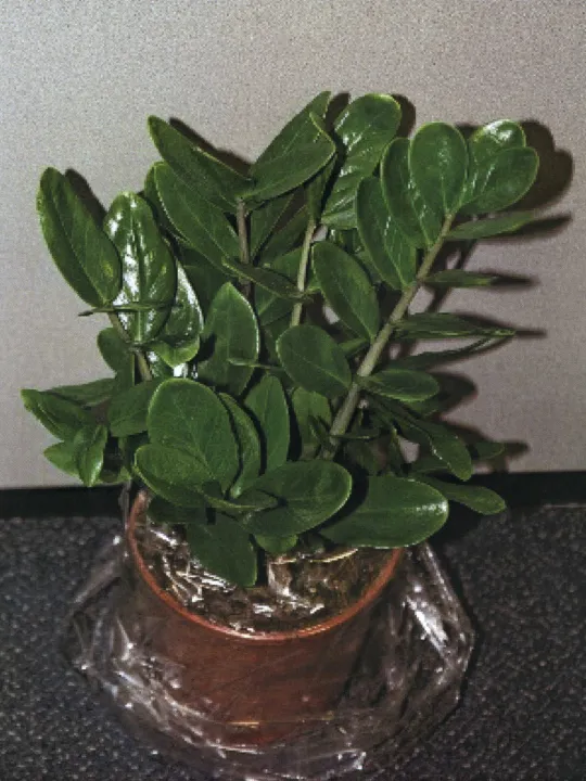 zamioculcas lucky plant showing characteristic features