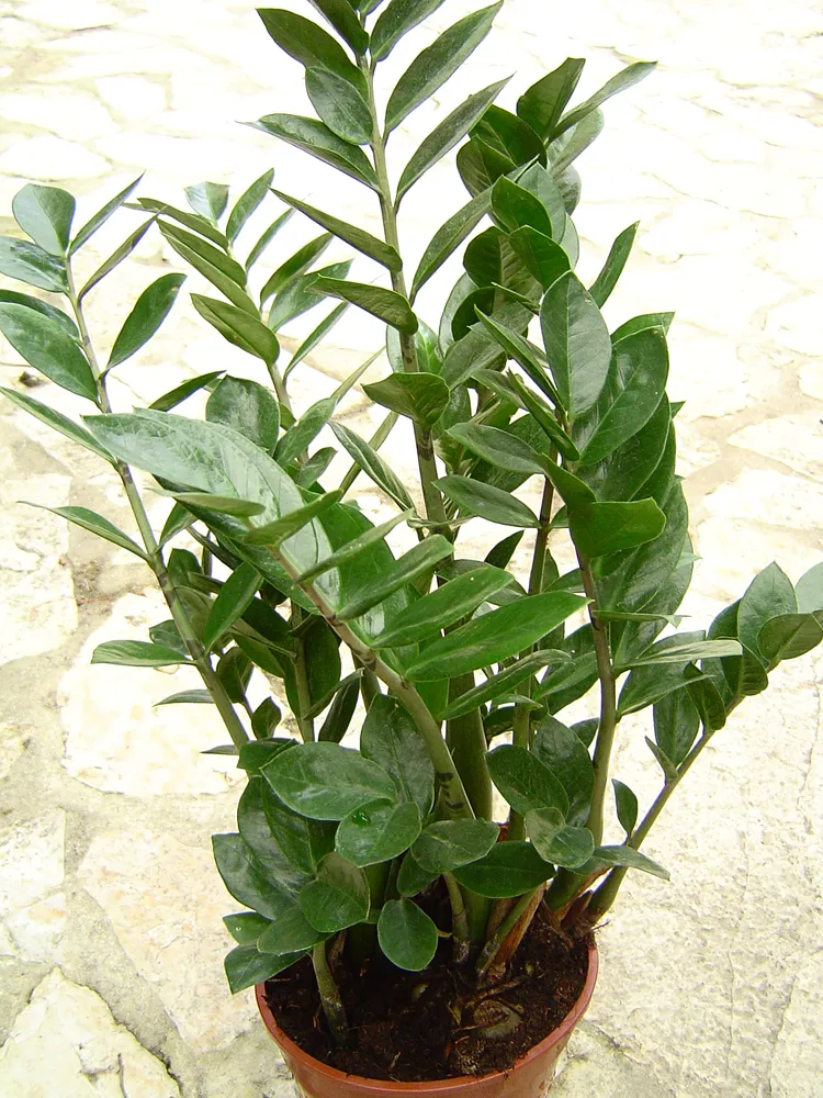 Plante zamioculcas zamiifolia montrant ses caractéristiques typiques