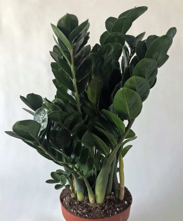 zamioculcas midori plant showing characteristic features