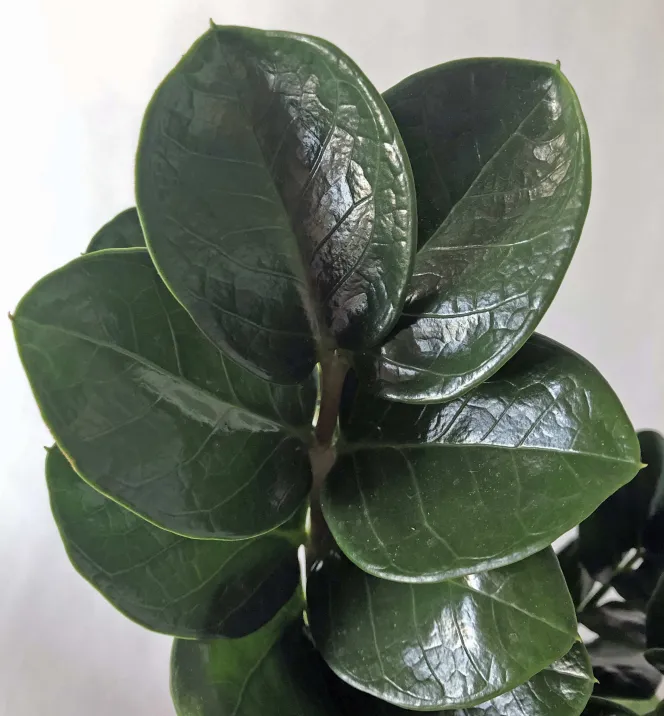 zamioculcas midori plant showing characteristic features