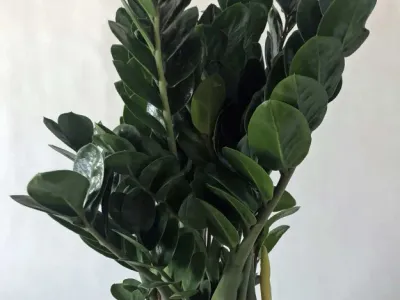zamioculcas midori thumbnail