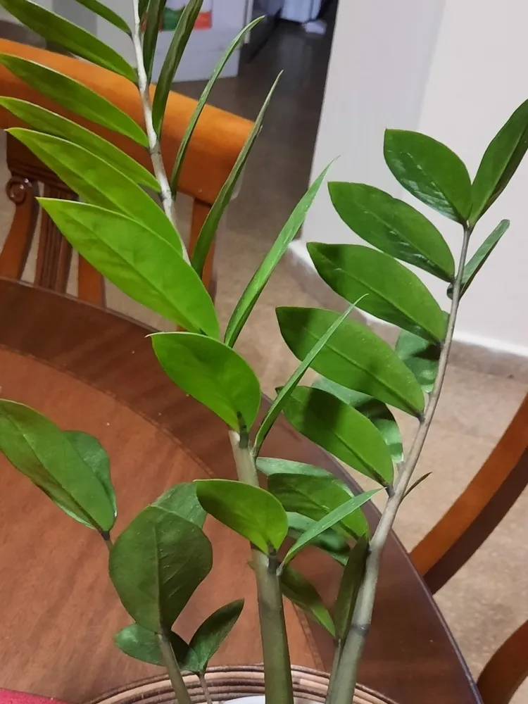 Plante zamioculcas zamiifolia montrant ses caractéristiques typiques