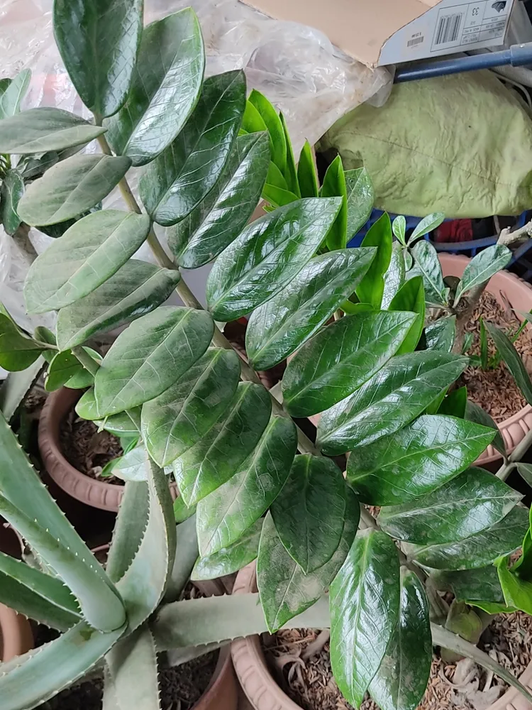 Plante zamioculcas zamiifolia montrant ses caractéristiques typiques