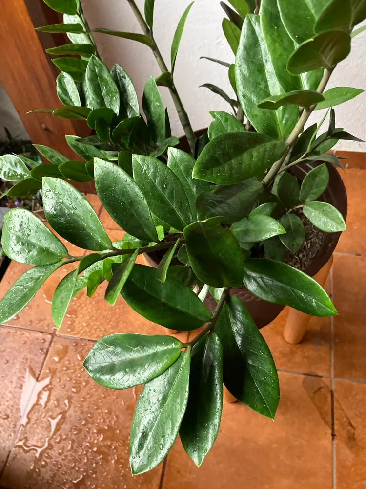 Plante zamioculcas zamiifolia montrant ses caractéristiques typiques