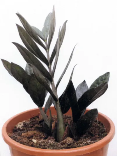zamioculcas supernova plant showing characteristic features