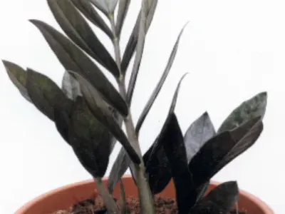 zamioculcas supernova thumbnail