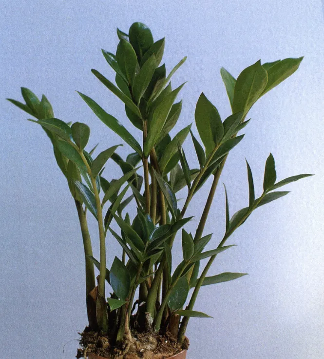 zamioculcas zamicro plant showing characteristic features