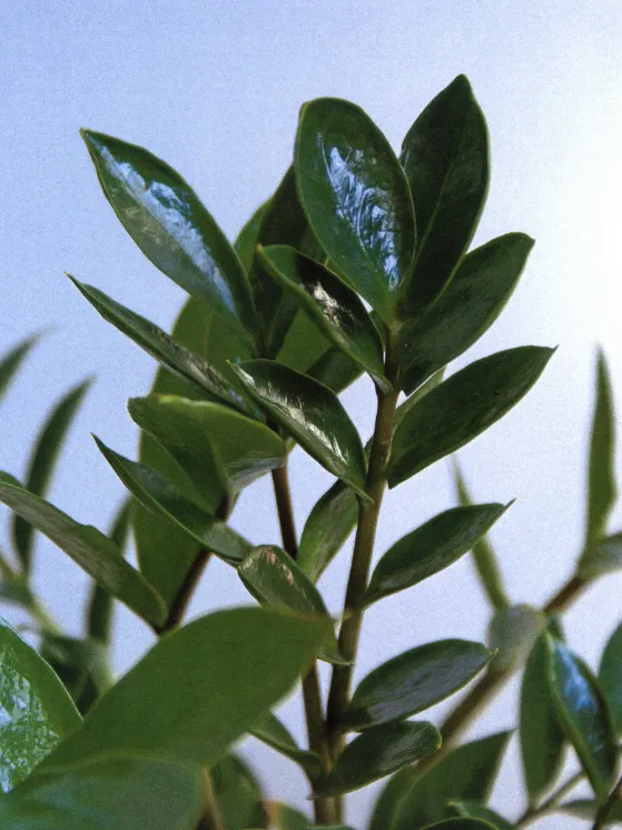 zamioculcas zamicro plant showing characteristic features