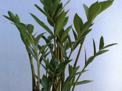 zamioculcas zamicro thumbnail