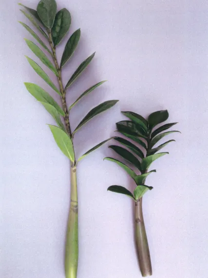 zamioculcas zenzi plant showing characteristic features