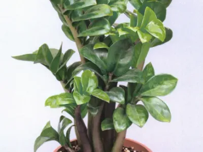 zamioculcas zenzi thumbnail